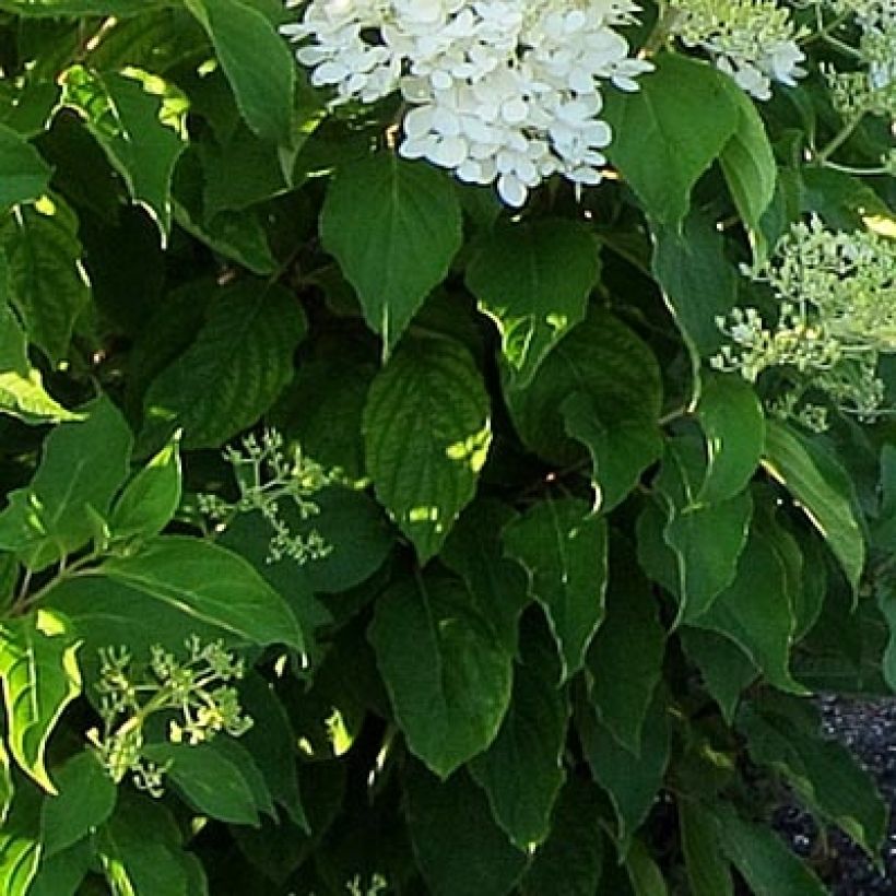 Hortensia paniculata Bombshell - Hydrangea paniculata (Follaje)