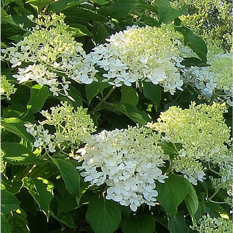 Hortensia paniculata Bombshell - Hydrangea paniculata (Floración)