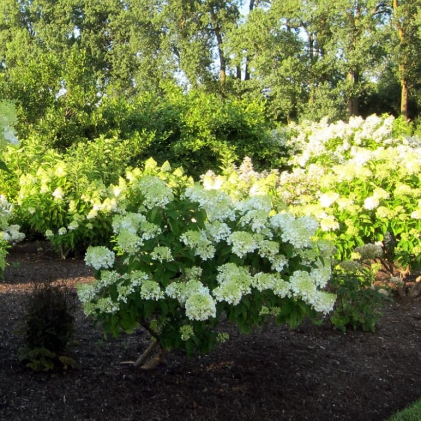 Hortensia paniculata Bombshell - Hydrangea paniculata (Porte)