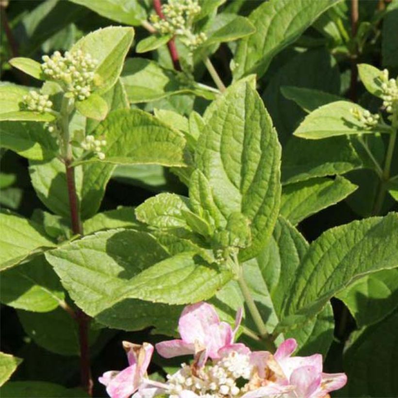 Hortensia paniculata Dart's Little Dot - Hydrangea paniculata (Follaje)