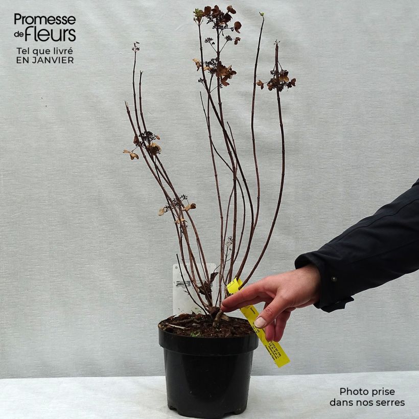 Hydrangea paniculata Dart's Little Dot Pot de 3L/4L Ejemplar entregado en invierno