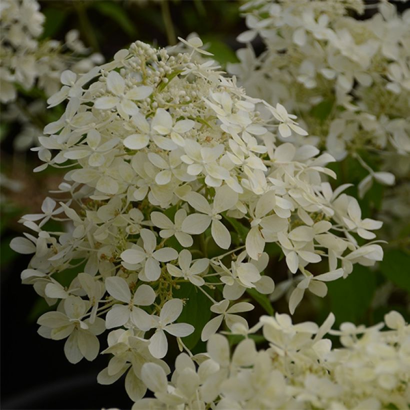 Hortensia paniculata Dentelle De Gorron - Hydrangea paniculata (Floración)