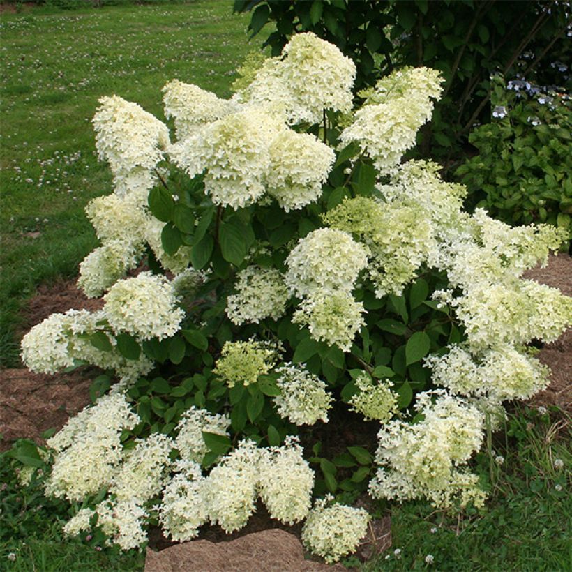 Hortensia paniculata Dentelle De Gorron - Hydrangea paniculata (Porte)