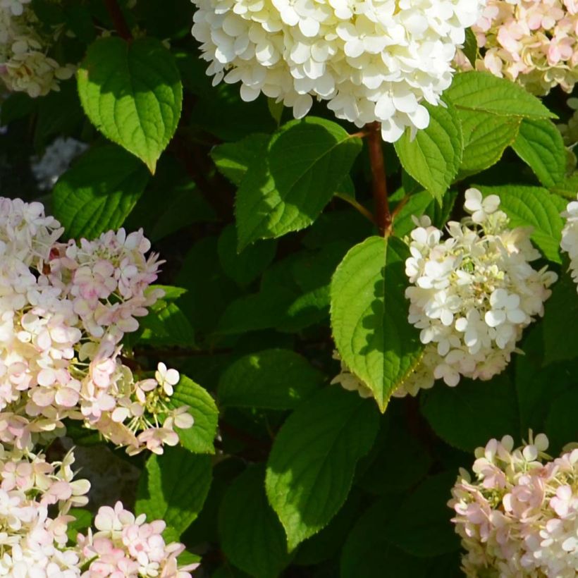 Hortensia paniculata Diamantino - Hydrangea paniculata (Follaje)