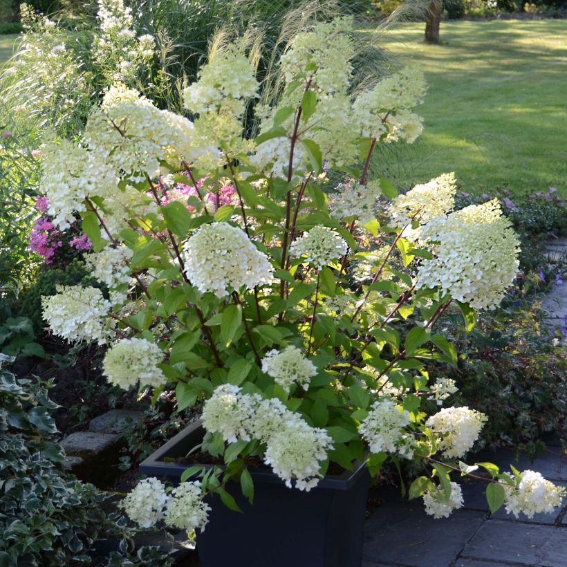 Hortensia paniculata Diamantino - Hydrangea paniculata (Porte)