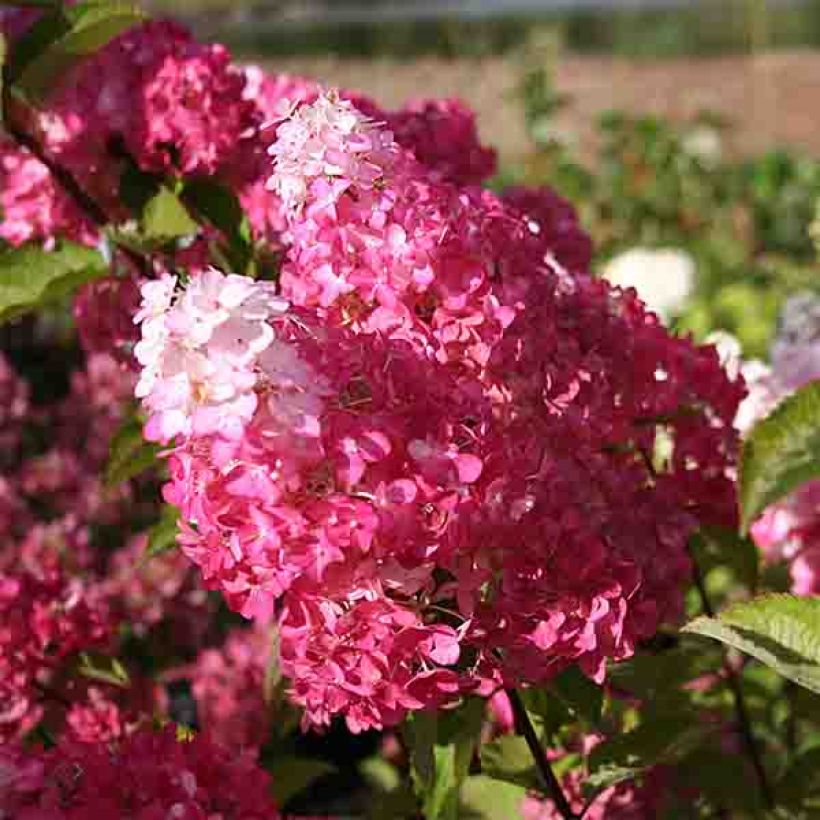 Hortensia paniculata Fraise Melba - Hydrangea (Floración)