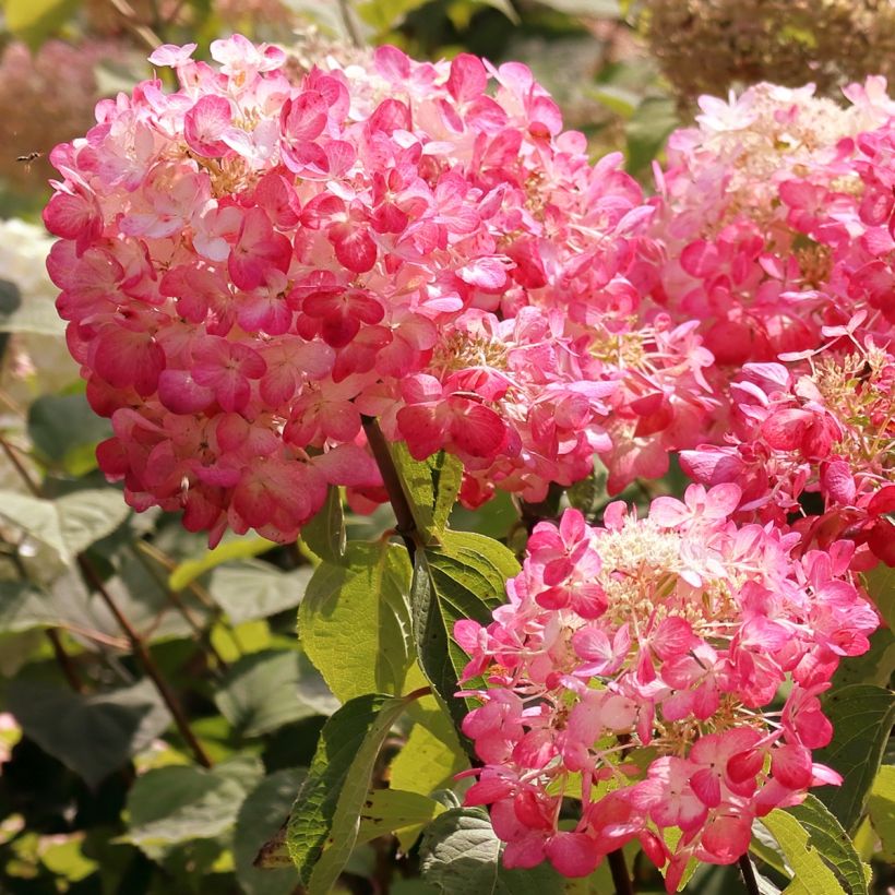 Hortensia paniculata Framboisine - Hydrangea (Floración)