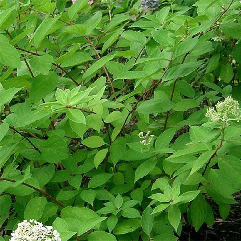 Hortensia paniculata Grandiflora - Hydrangea (Follaje)