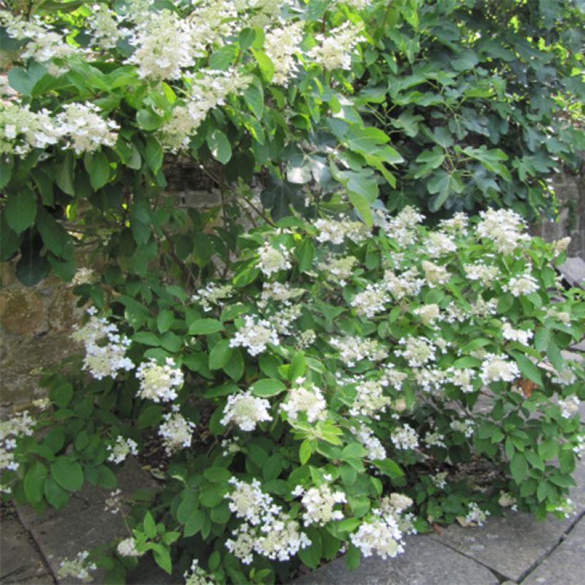 Hortensia paniculata Grandiflora - Hydrangea (Porte)