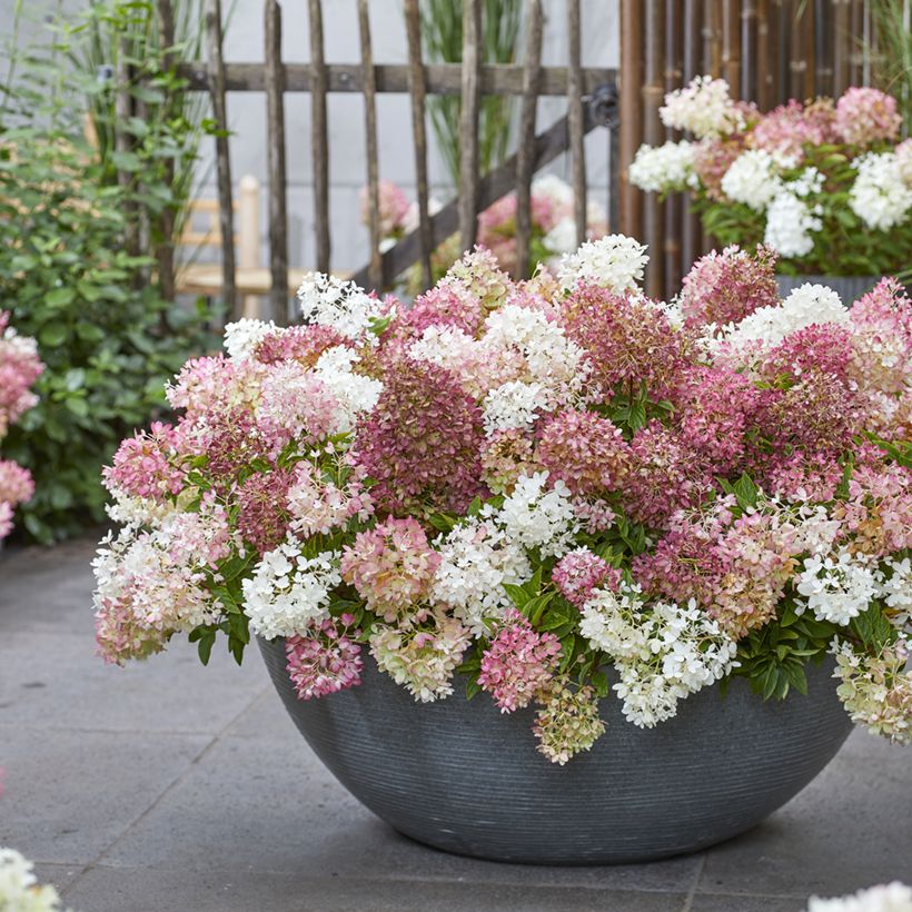 Hortensia paniculata Groundbreaker - Hydrangea paniculata (Porte)