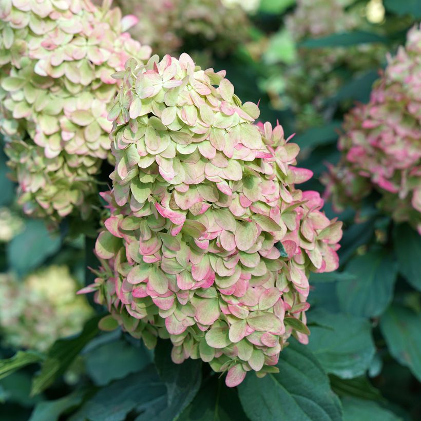 Hydrangea paniculata Limelight Prime- Hortensia paniculé (Floración)