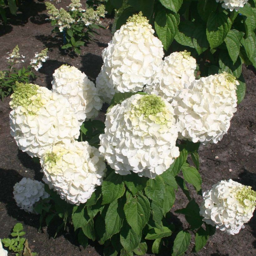 Hortensia paniculata Magical Mont Blanc - Hydrangea paniculata (Porte)