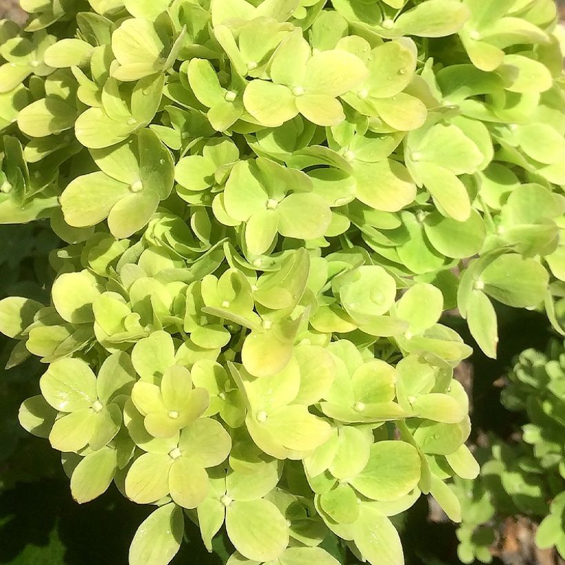 Hortensia paniculata Mojito - Hydrangea paniculata (Floración)