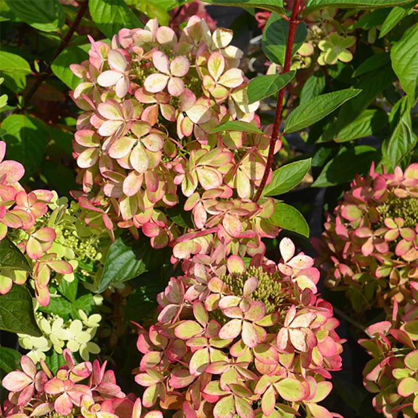 Hortensia paniculata Pastelgreen - Hydrangea paniculata (Follaje)