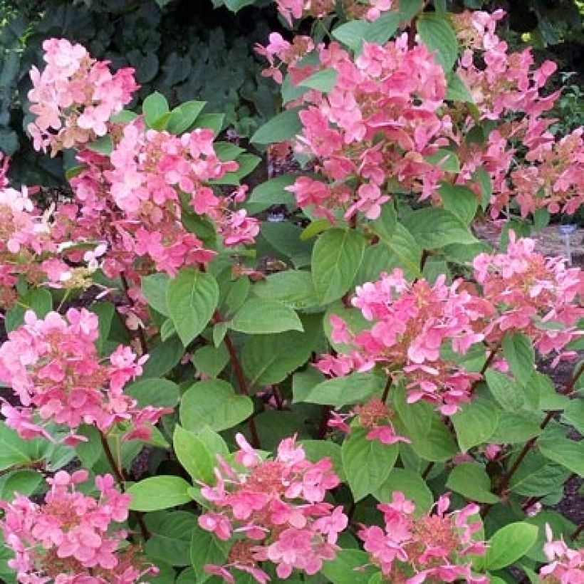 Hortensia paniculata Pink Diamond - Hydrangea paniculata (Floración)