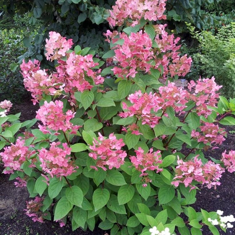 Hortensia paniculata Pink Diamond - Hydrangea paniculata (Porte)