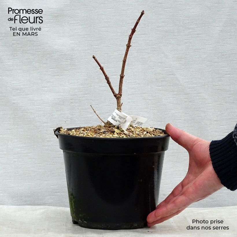 Hydrangea paniculata Polestar - Hortensia paniculé en pot de 3L Ejemplar entregado en invierno