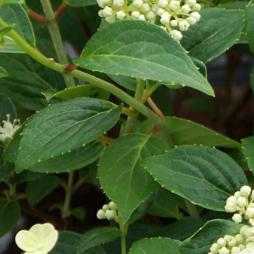 Hortensia paniculata Prim White - Hydrangea paniculata (Follaje)