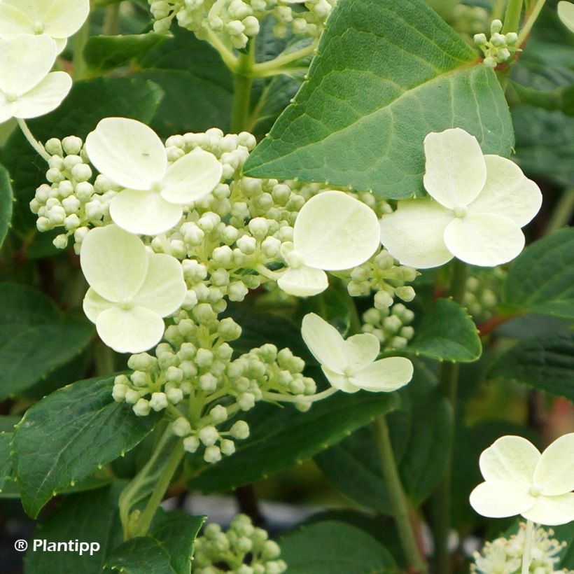 Hortensia paniculata Prim White - Hydrangea paniculata (Floración)