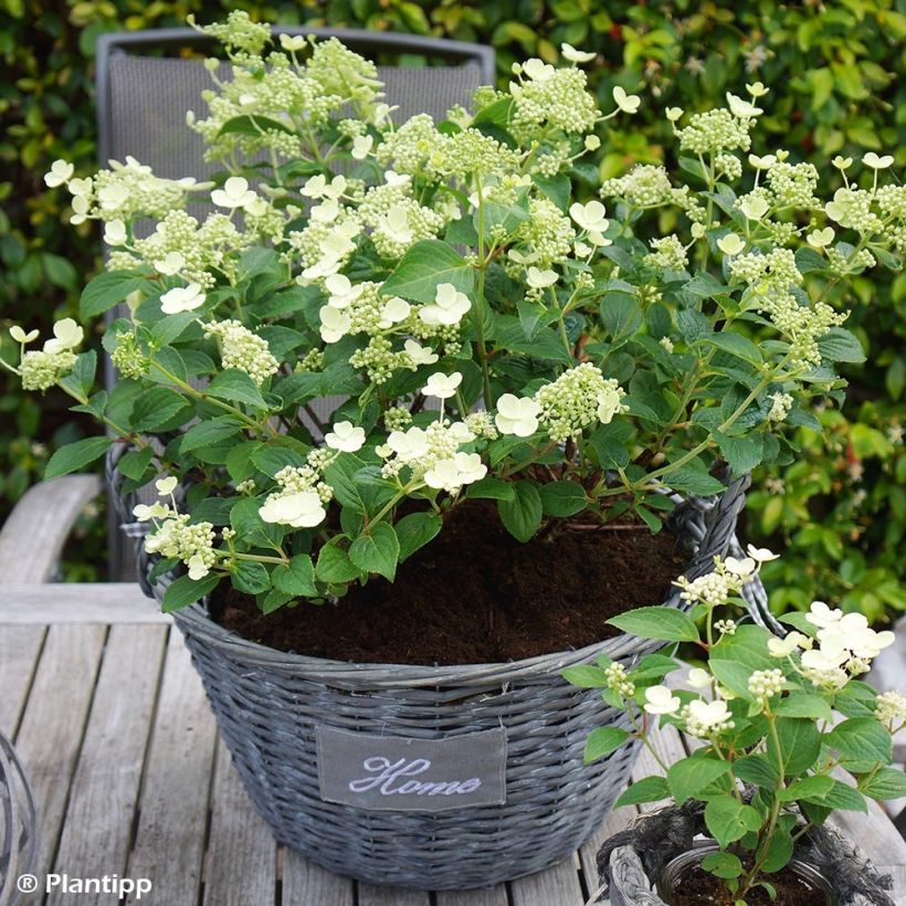 Hortensia paniculata Prim White - Hydrangea paniculata (Porte)