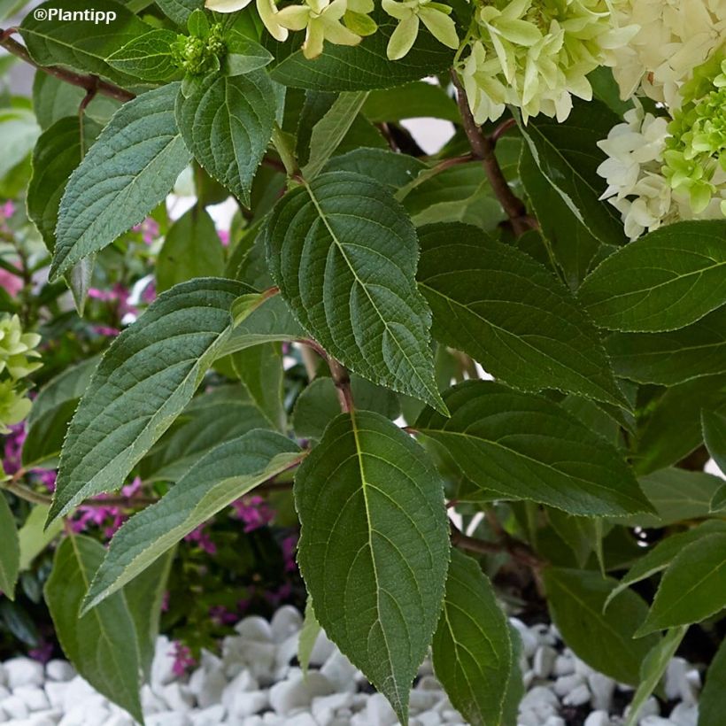 Hortensia paniculata Skyfall - Hydrangea paniculata (Follaje)