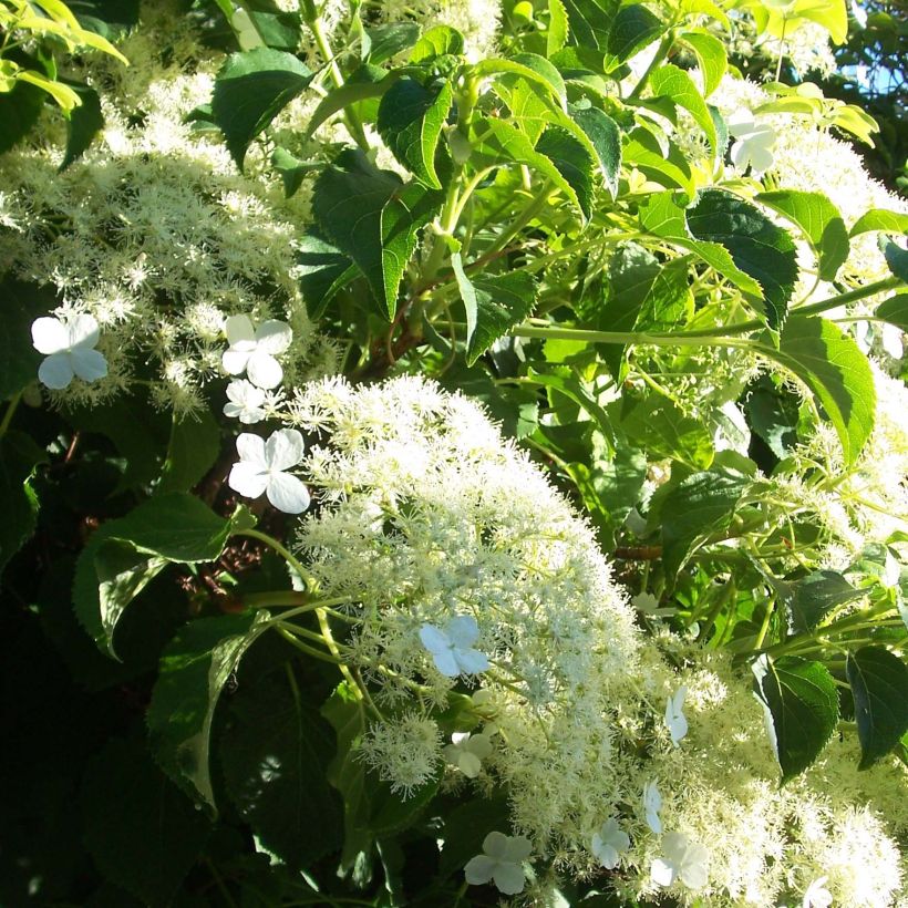 Hortensia anomala var. petiolaris Flying Saucer - Hortensia trepadora (Floración)