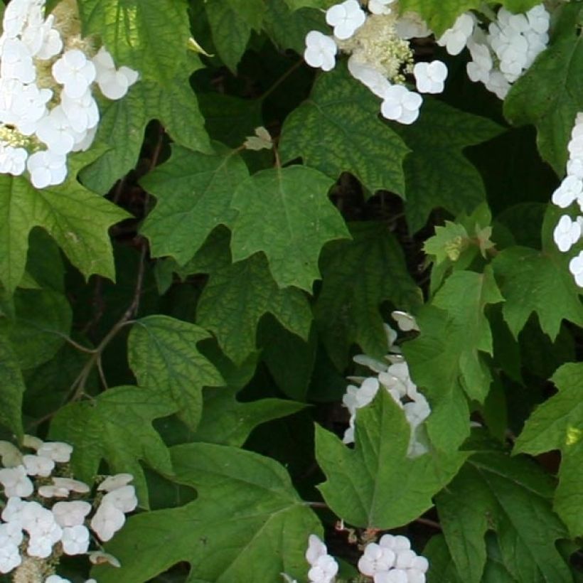 Hortensia quercifolia Alice - Hydrangea de hoja de roble (Follaje)