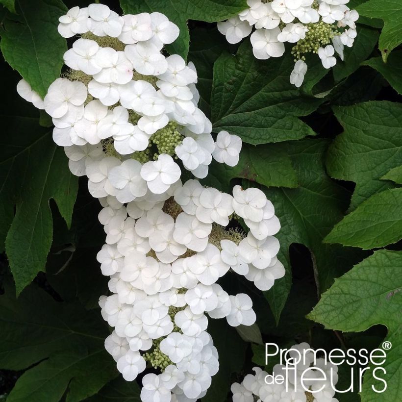 Hortensia quercifolia Alice - Hydrangea de hoja de roble (Floración)