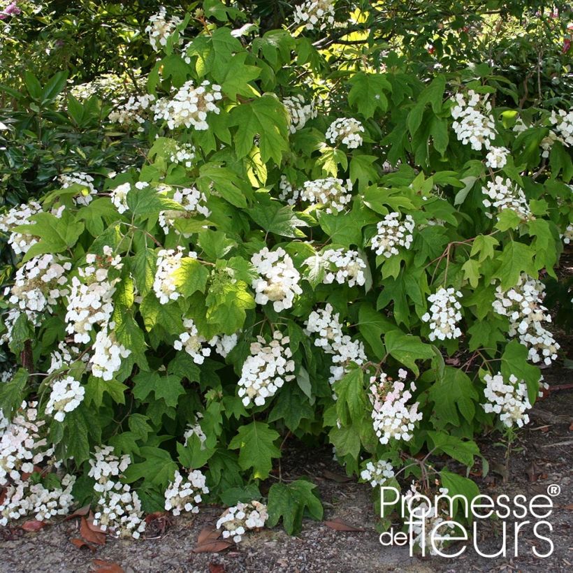 Hortensia quercifolia Alice - Hydrangea de hoja de roble (Porte)