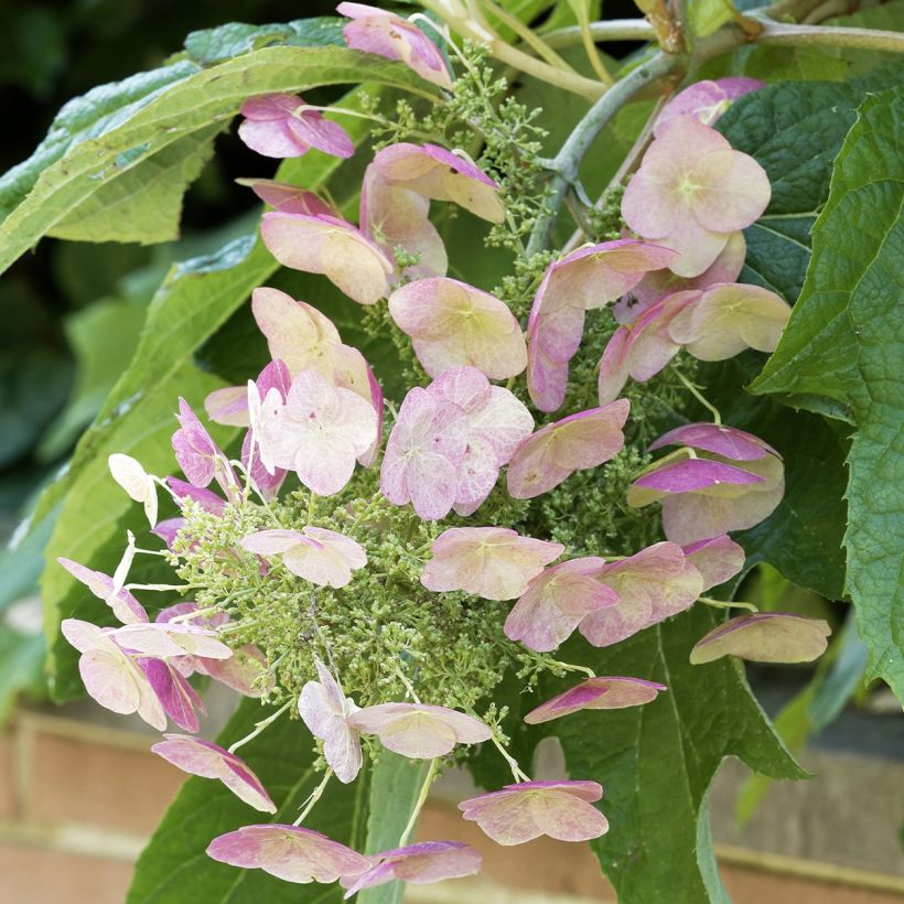 Hortensia quercifolia Burgundy - Hortensia de hoja de roble (Floración)