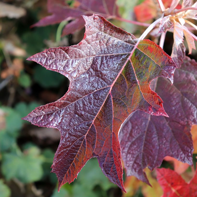 Hortensia quercifolia Burgundy - Hortensia de hoja de roble (Follaje)