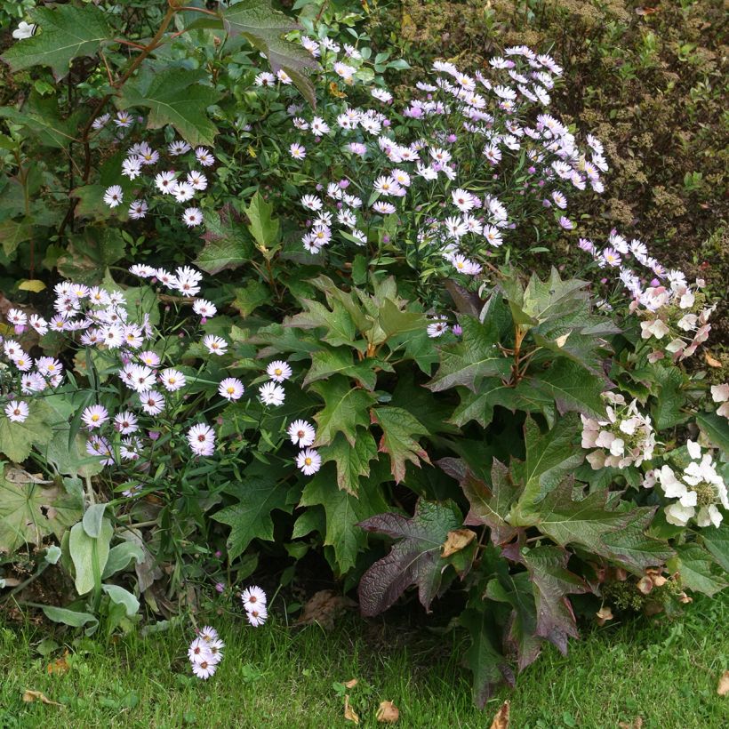 Hortensia quercifolia Burgundy - Hortensia de hoja de roble (Porte)