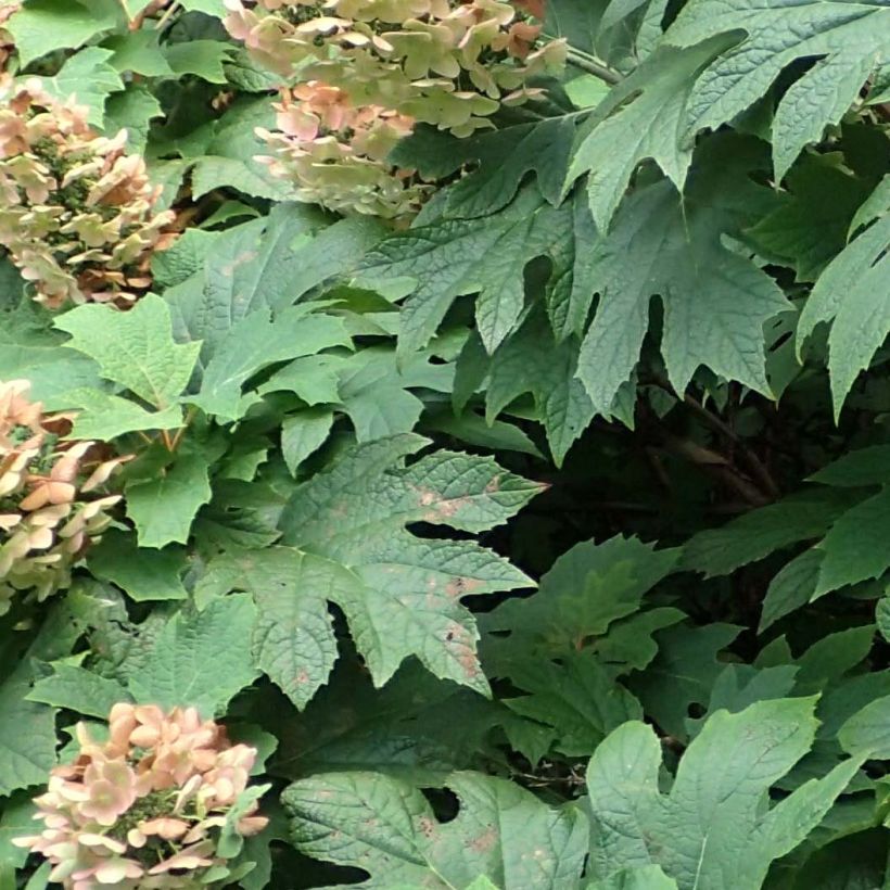 Hortensia quercifolia Jetstream - Hortensia de hoja de roble (Follaje)