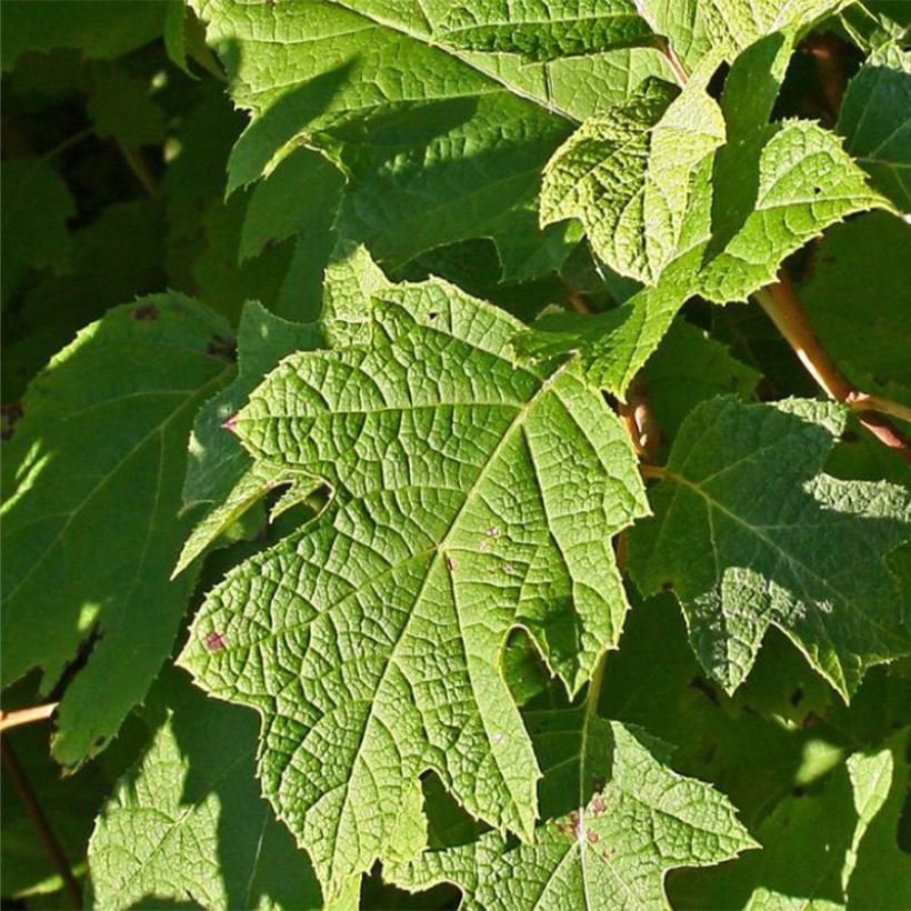 Hortensia quercifolia Sike's Dwarf - Hortensia de hoja de roble (Follaje)