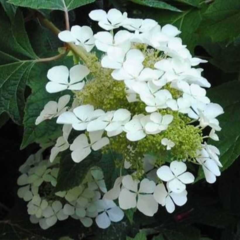 Hortensia quercifolia Sike's Dwarf - Hortensia de hoja de roble (Floración)