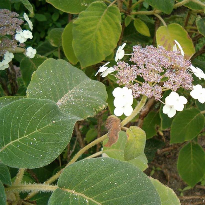 Hortensia aspera subsp.sargentiana - Hydrangea (Follaje)