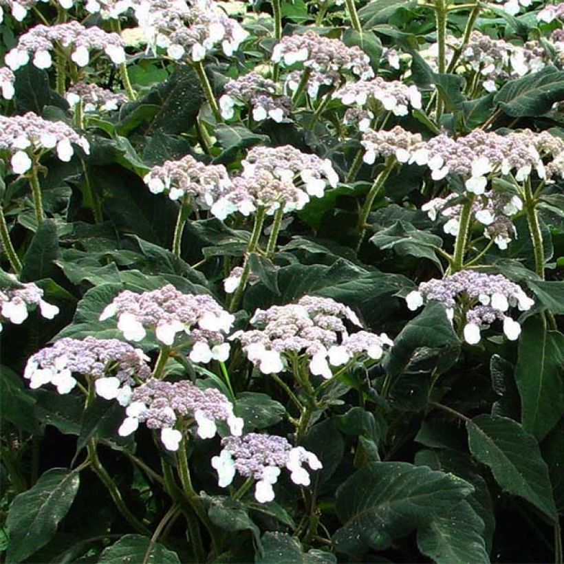 Hortensia aspera subsp.sargentiana - Hydrangea (Floración)