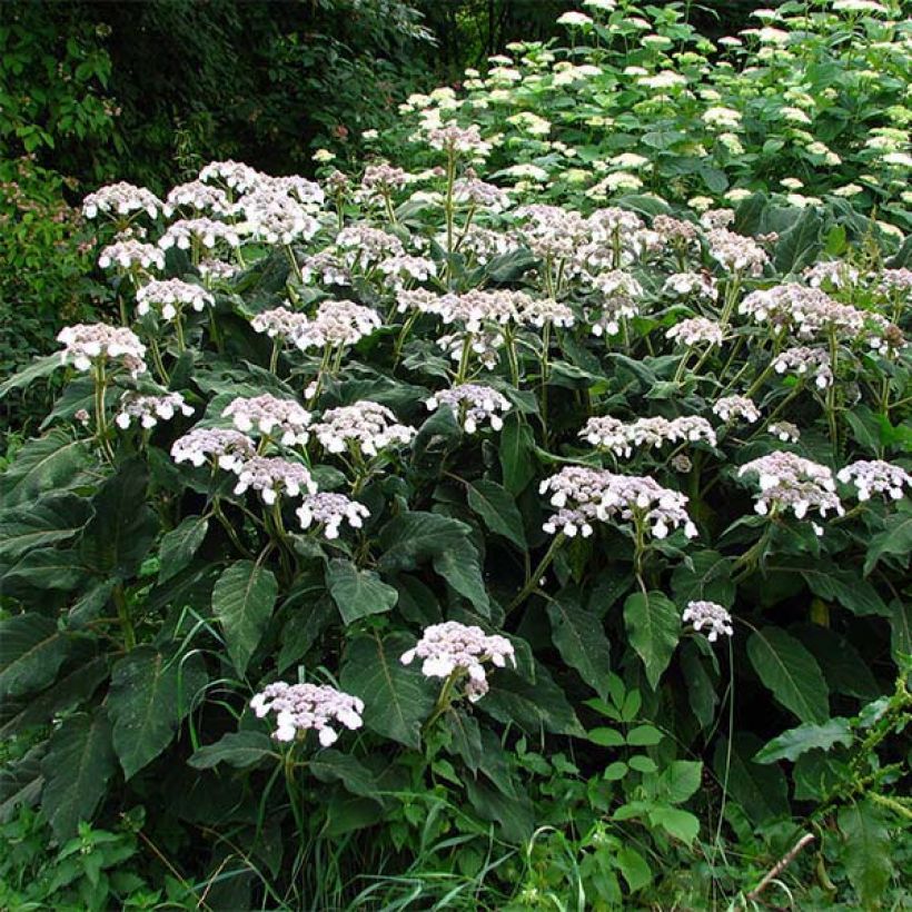 Hortensia aspera subsp.sargentiana - Hydrangea (Porte)