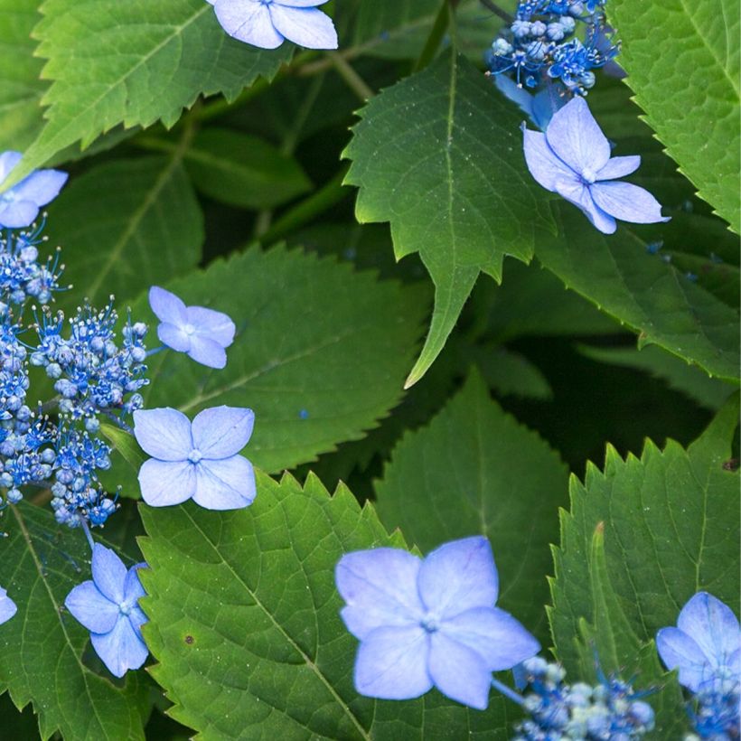 Hortensia serrata Annie's Blue - Hydrangea (Follaje)