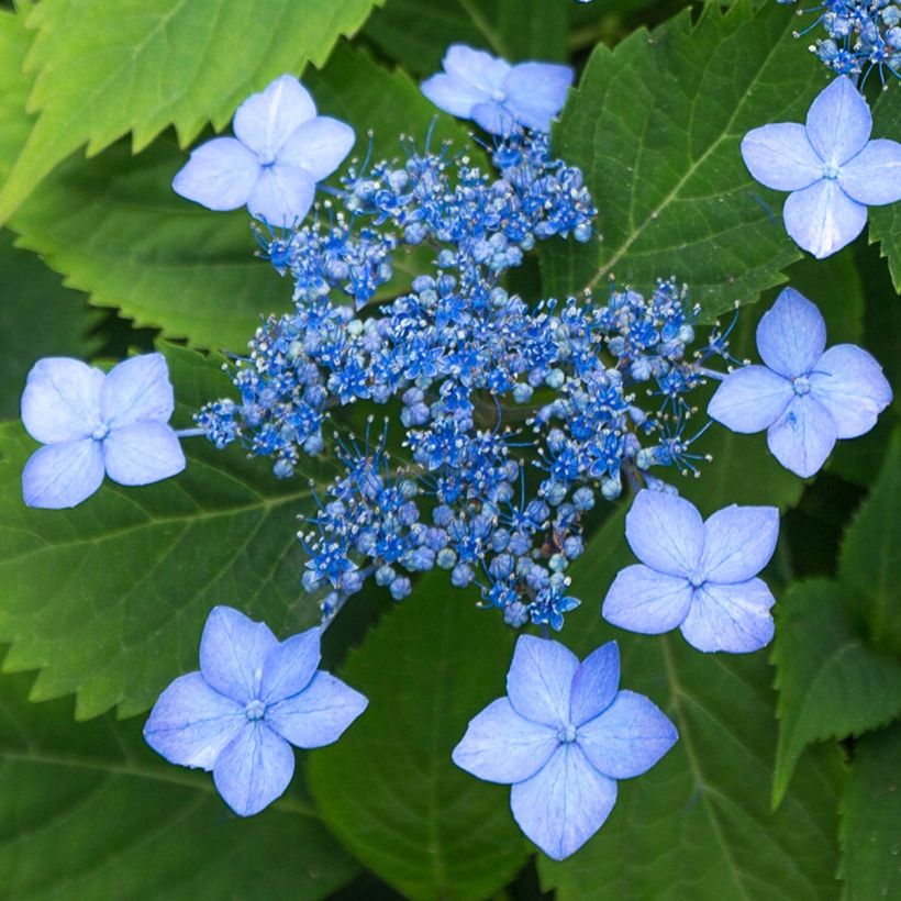 Hortensia serrata Annie's Blue - Hydrangea (Floración)