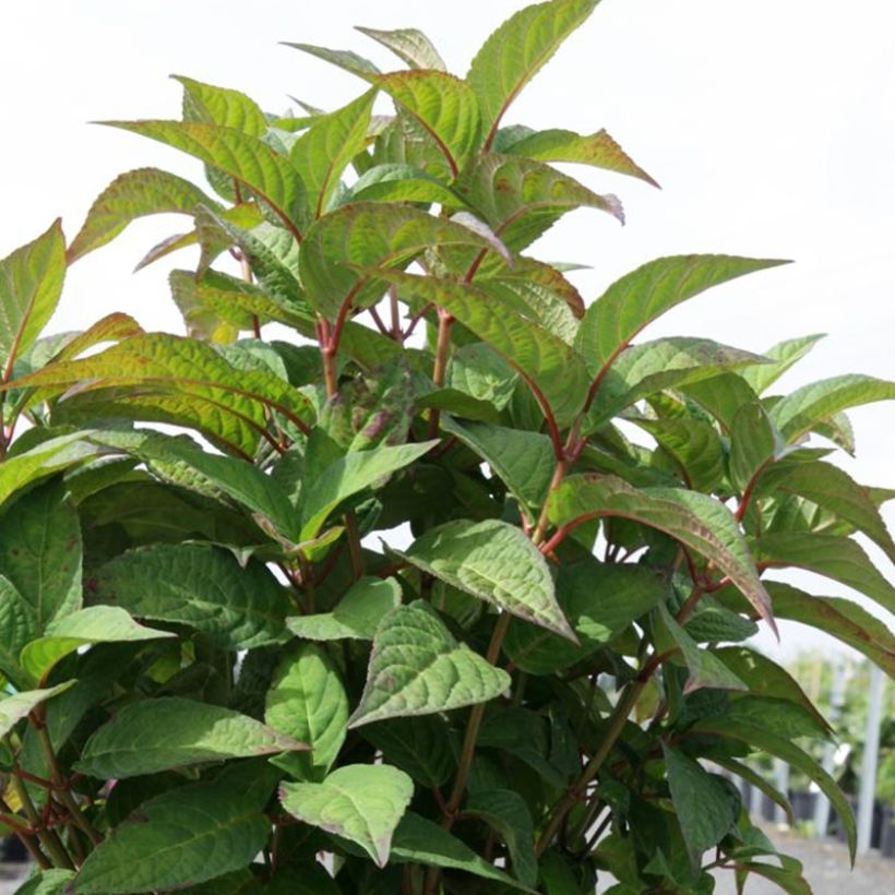 Hortensia serrata Intermedia - Hydrangea (Follaje)