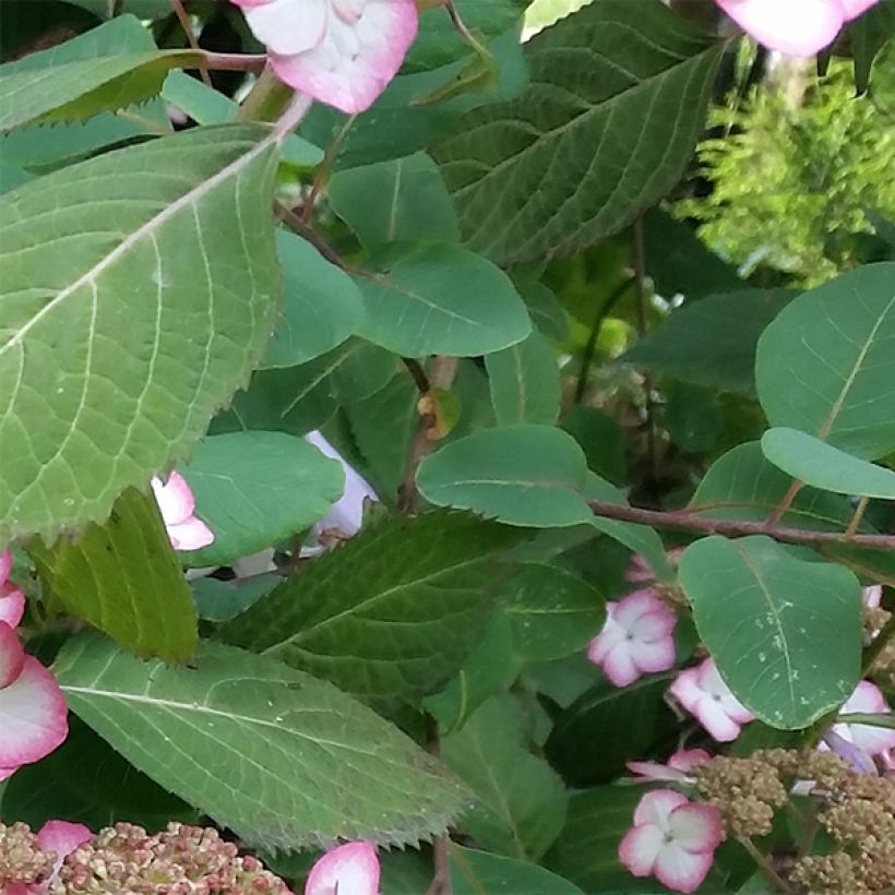 Hortensia serrata Kiyosumi - Hydrangea (Follaje)