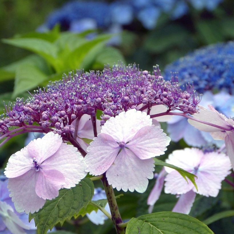 Hortensia serrata Klaveren - Hydrangea (Floración)