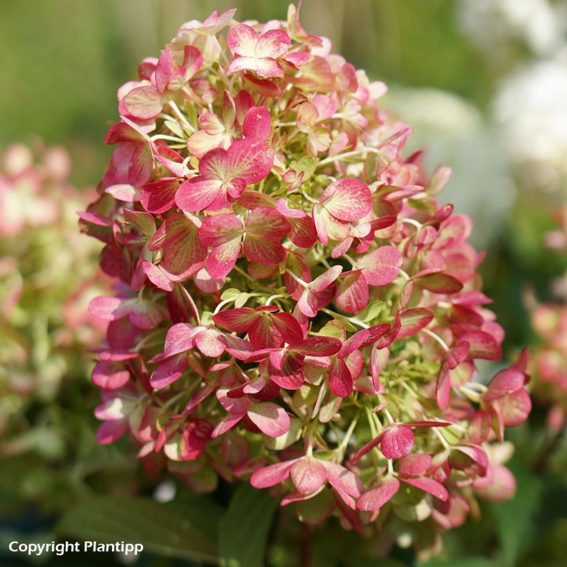 Hortensia paniculata Graffiti - Hydrangea paniculata (Floración)