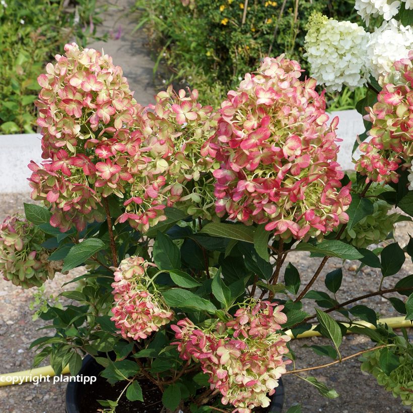 Hortensia paniculata Graffiti - Hydrangea paniculata (Porte)