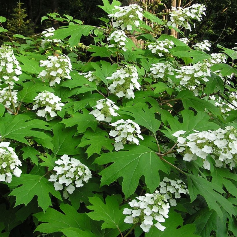 Hortensia quercifolia Bultinks Giant Flowers - Hortensia de hoja de roble (Porte)