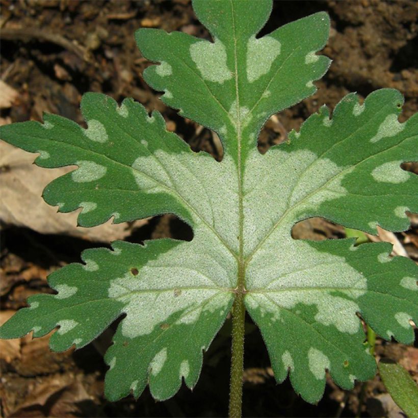 Hydrophyllum canadense (Follaje)