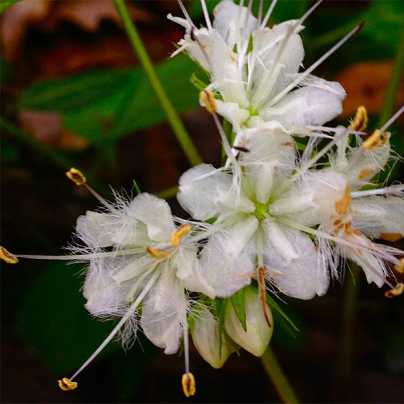 Hydrophyllum canadense (Floración)