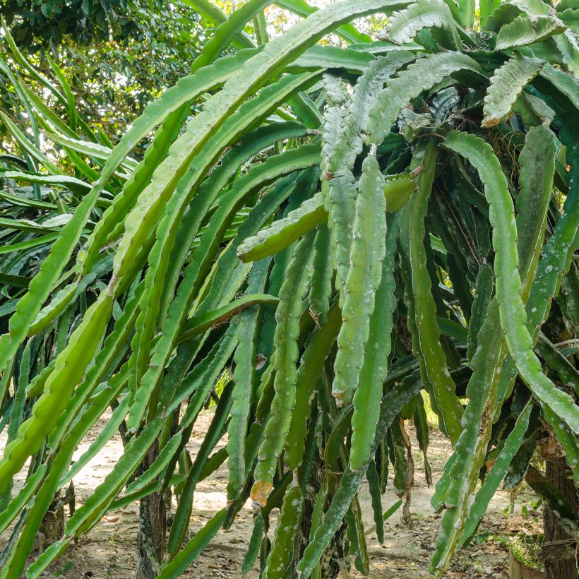 Cactus trepador - Hylocereus undatus (Follaje)