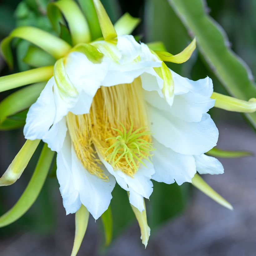 Cactus trepador - Hylocereus undatus (Floración)